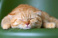 /album/sej-haj-akacfa-dd-/images5-jpg/