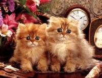 /album/sej-haj-akacfa-dd-/imagescay0zr1n84541597-jpg/