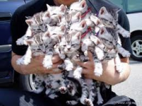 /album/sej-haj-akacfa-dd-/untitled548-png/